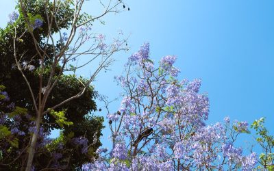 El Impacto del Alojamiento en la Experiencia de Viaje: ¿Cómo Elegir el Mejor Hospedaje?