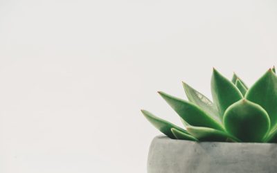 Marketing de afiliados: aumenta tus ingresos en línea