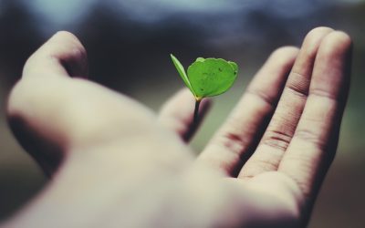 Negocio en línea sustentable: Desarrollo sostenible.