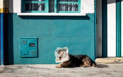 Servicios veterinarios en línea para mascotas: Negocio rentable