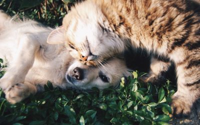 Descubre las mejores portales web para mascotas