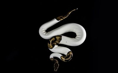 Programación eficiente con Python