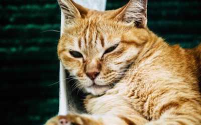 ¿Cómo se utiliza el lazy loading para optimizar videos en una página web?